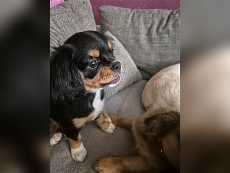 Shi Tzu Chihuahua Welpen