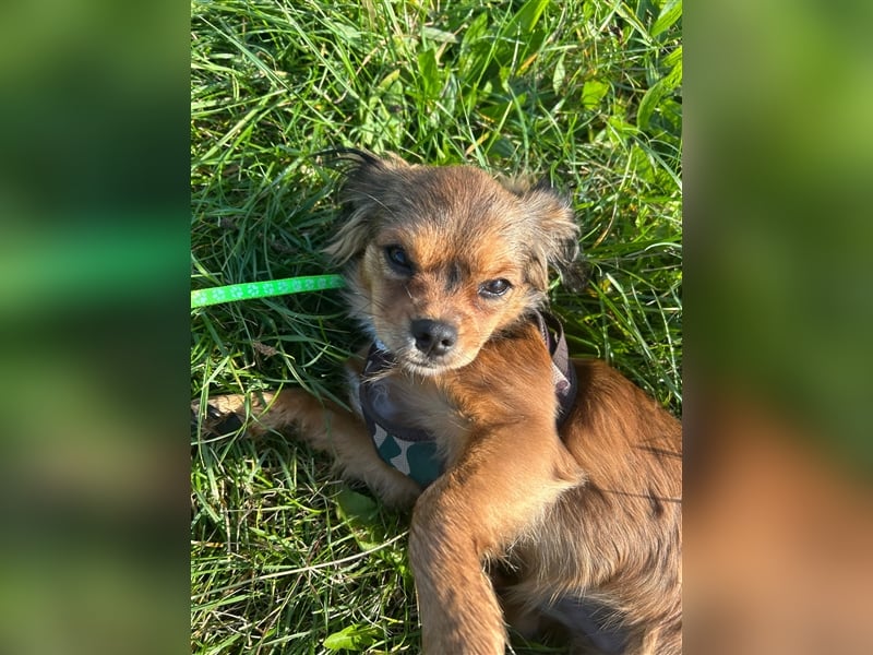 Shi Tzu Chihuahua Welpen