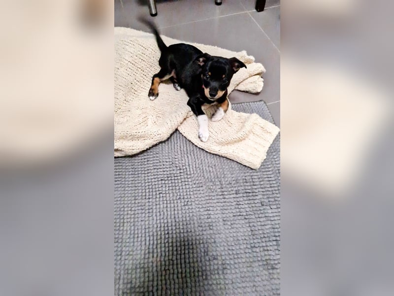 Rehpinscher Chihuahua Welpen Mix