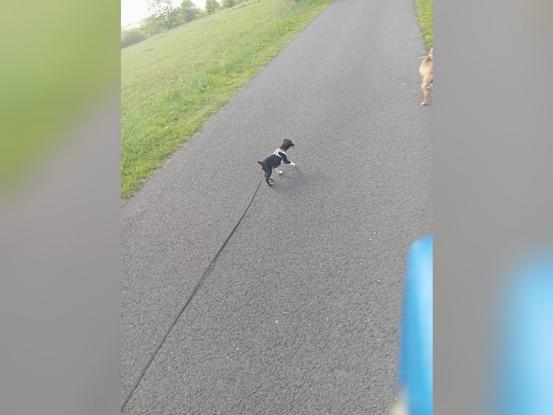 Rehpinscher Chihuahua Welpen Mix