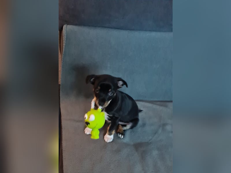 Rehpinscher Chihuahua Welpen Mix
