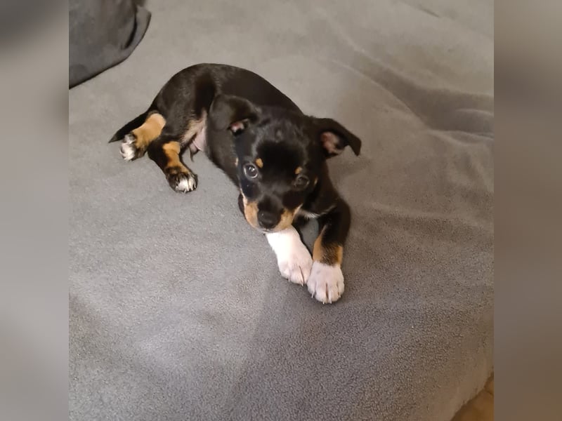 Rehpinscher Chihuahua Welpen Mix