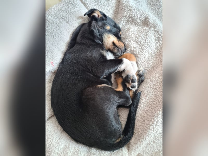 Rehpinscher Chihuahua Welpen Mix