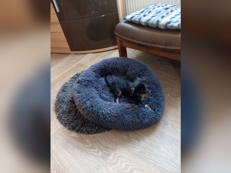 Rehpinscher Chihuahua Welpen Mix