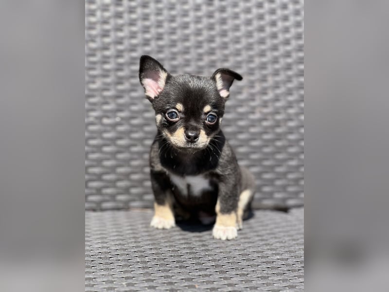 Wunderschöne Chihuahua Welpen❤️