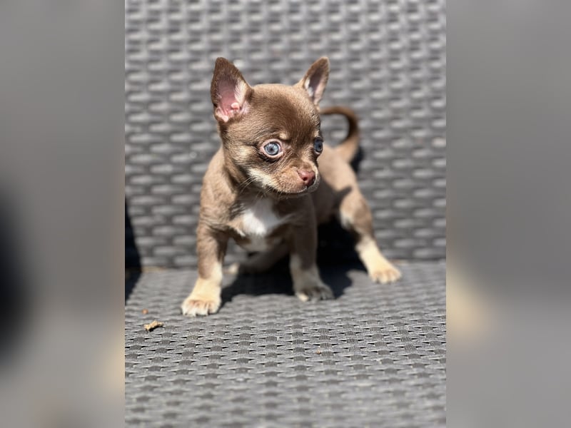 Wunderschöne Chihuahua Welpen❤️