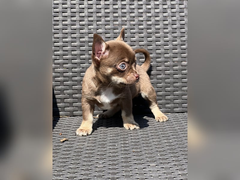 Wunderschöne Chihuahua Welpen❤️