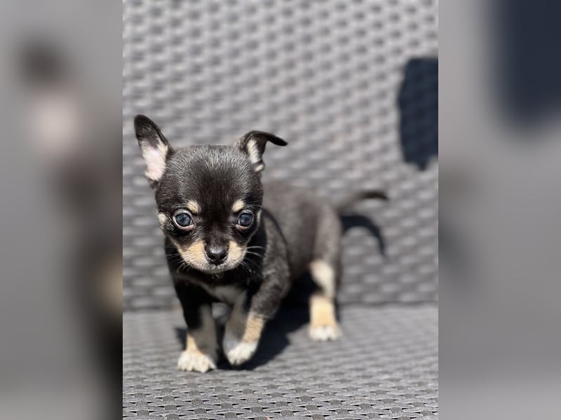 Wunderschöne Chihuahua Welpen❤️
