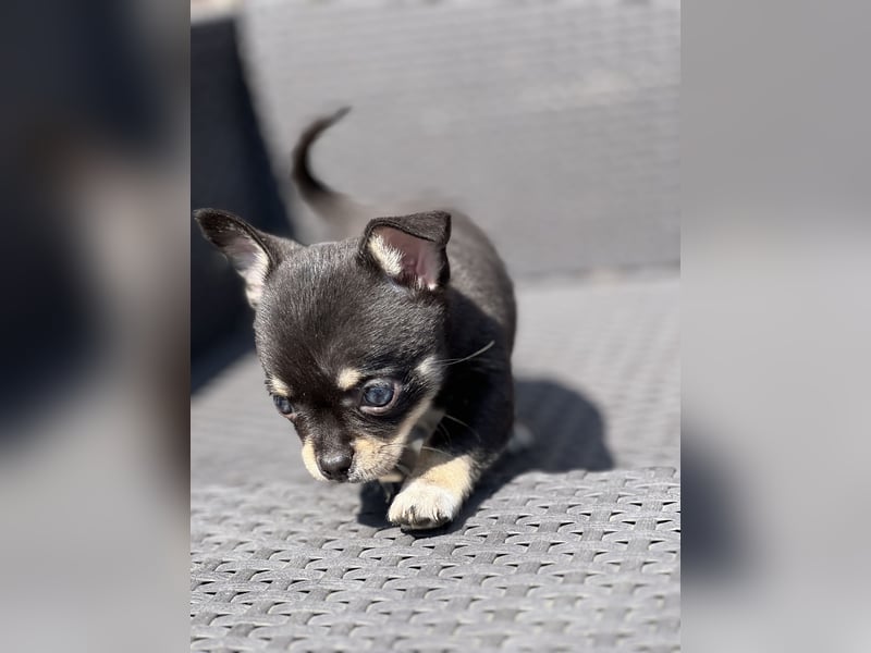 Wunderschöne Chihuahua Welpen❤️