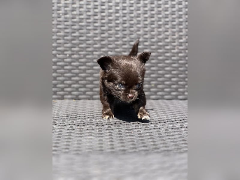 Wunderschöne Chihuahua Welpen❤️