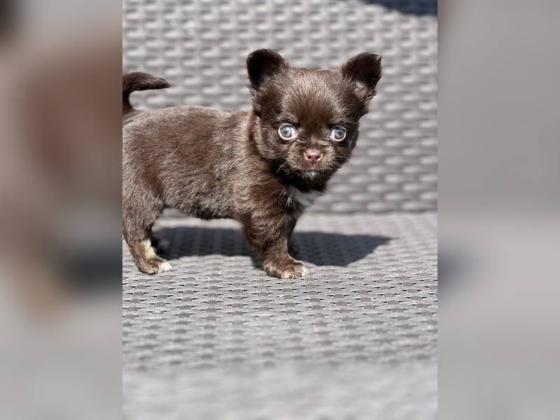 Wunderschöne Chihuahua Welpen❤️