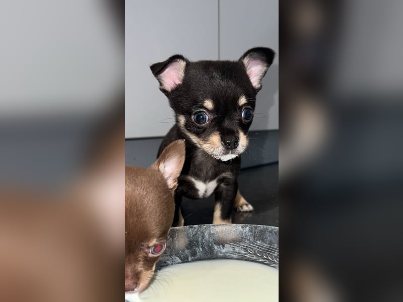 Wunderschöne Chihuahua Welpen❤️