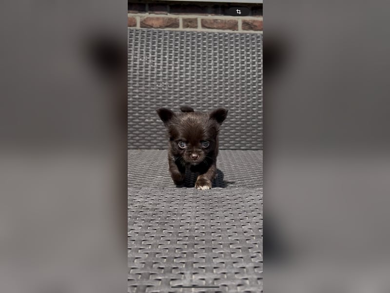 Wunderschöne Chihuahua Welpen❤️