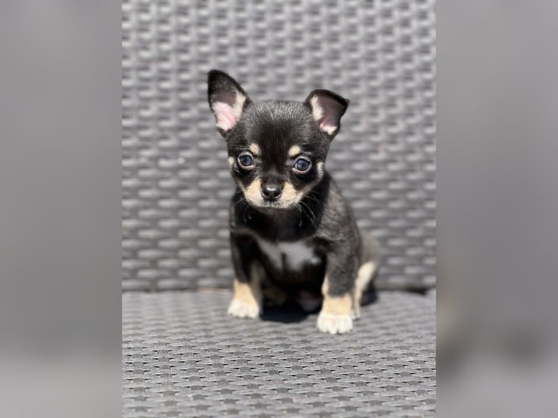 Wunderschöne Chihuahua Welpen❤️