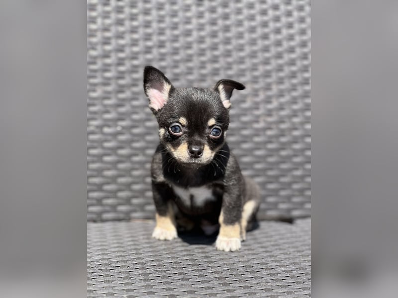 Wunderschöne Chihuahua Welpen❤️