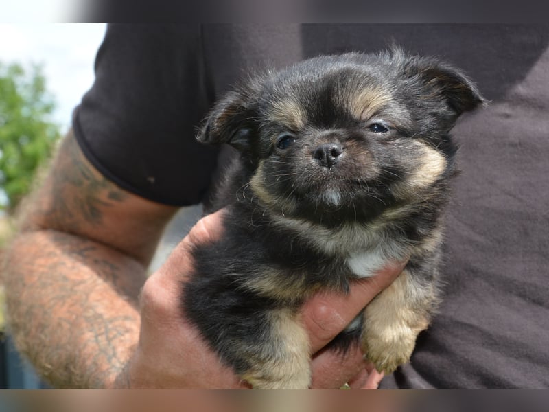 Chihuahua Rüde Langhaar