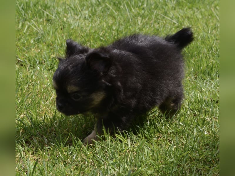 Chihuahua Rüde Langhaar