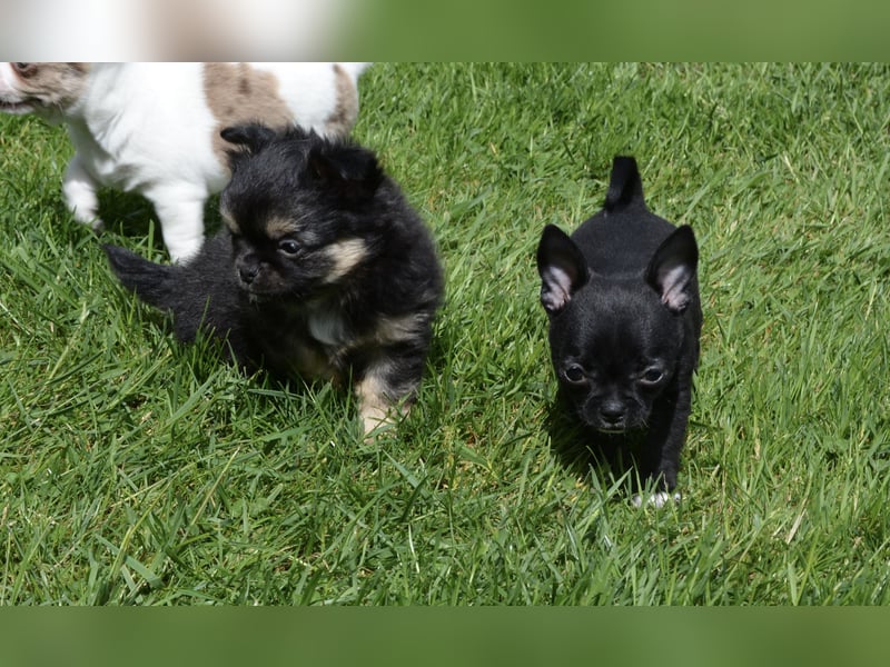 Chihuahua Rüde Langhaar