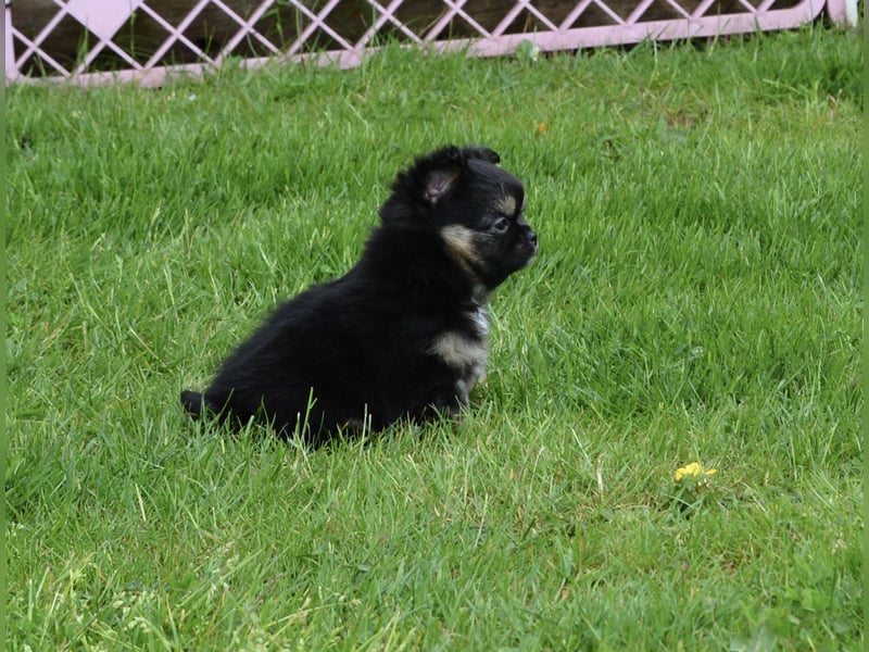 Chihuahua Rüde Langhaar
