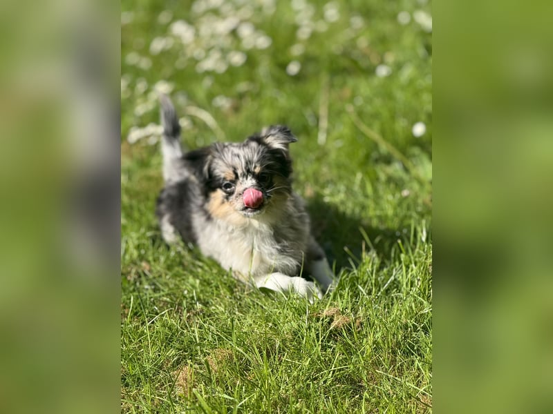 Chihuahua Welpen Rüde langhaar Merle