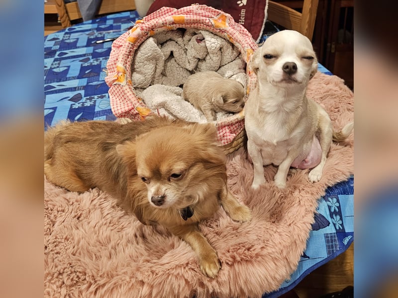 Hübscher Chihuahua Rüde in Langhaar