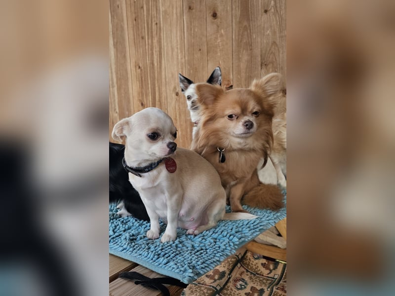 Hübscher Chihuahua Rüde in Langhaar