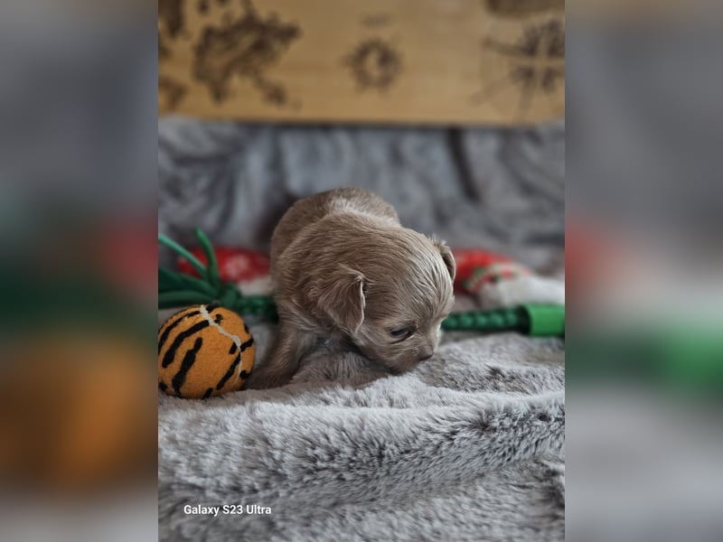Hübscher Chihuahua Rüde in Langhaar