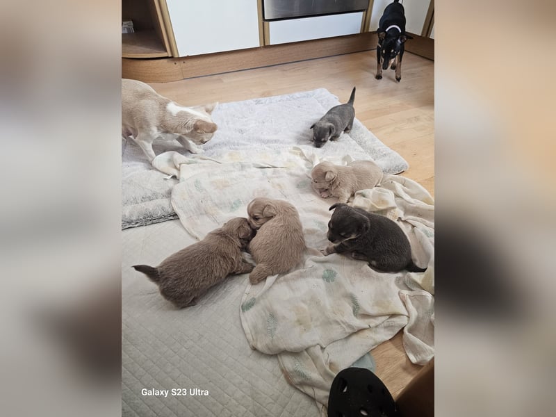 Hübscher Chihuahua Rüde in Langhaar