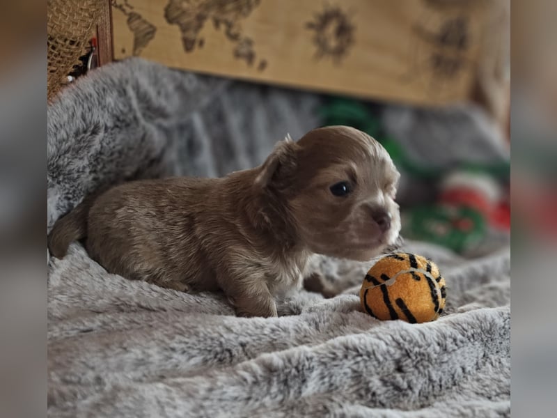 Hübscher Chihuahua Rüde in Langhaar