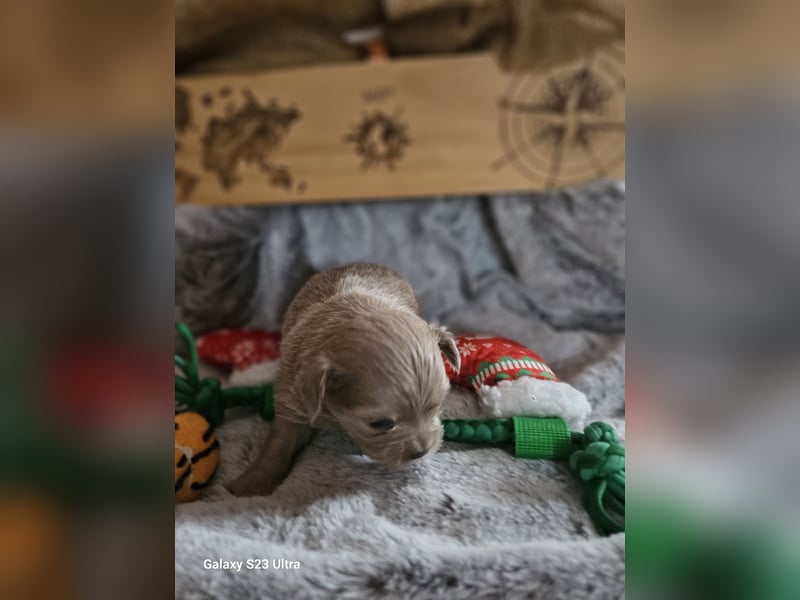 Hübscher Chihuahua Rüde in Langhaar