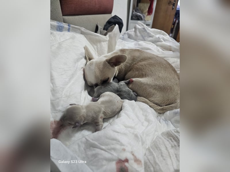 Hübscher Chihuahua Rüde in Langhaar