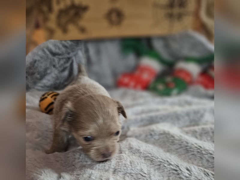 Hübscher Chihuahua Rüde in Langhaar