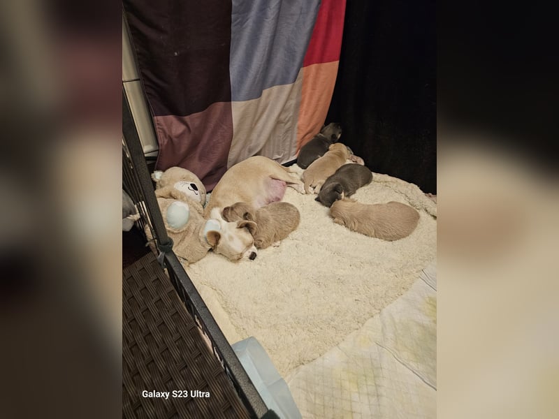 Hübscher Chihuahua Rüde in Langhaar