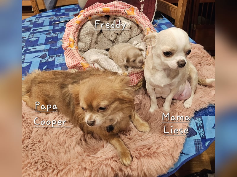 Hübscher Chihuahua Rüde in Langhaar