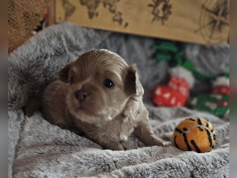 Hübscher Chihuahua Rüde in Langhaar