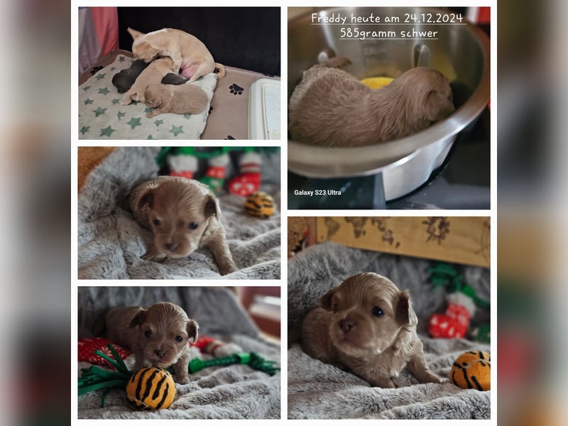 Hübscher Chihuahua Rüde in Langhaar