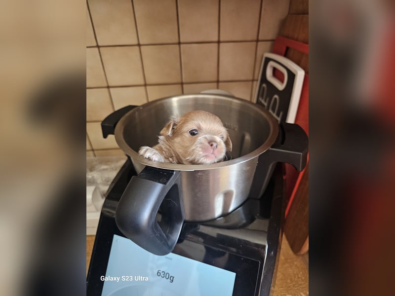 Hübscher Chihuahua Rüde in Langhaar