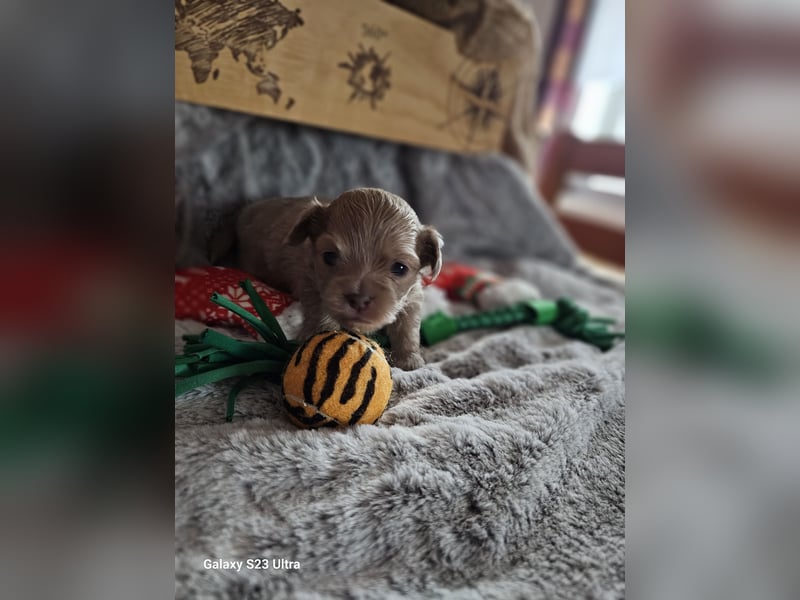 Hübscher Chihuahua Rüde in Langhaar