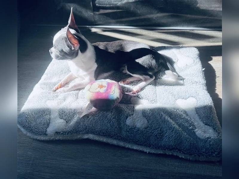 Deckrüde-Chihuahua Zuchtzulassung !!!KEIN VERKAUF!!!