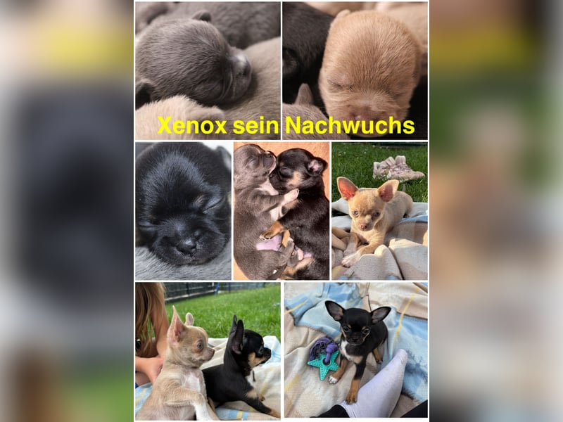Deckrüde-Chihuahua Zuchtzulassung !!!KEIN VERKAUF!!!