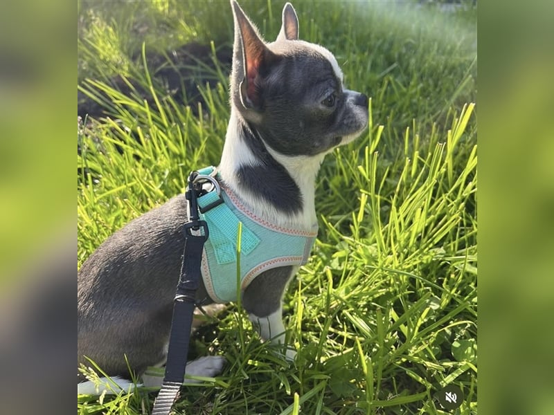 Deckrüde-Chihuahua Zuchtzulassung !!!KEIN VERKAUF!!!