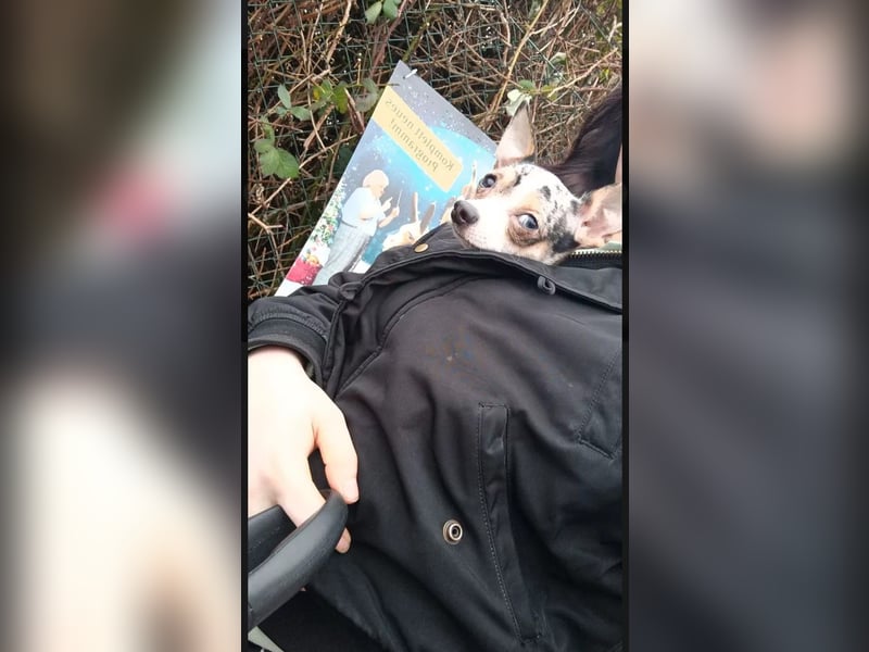 Blue merle Chihuahua sucht neues Zuhause