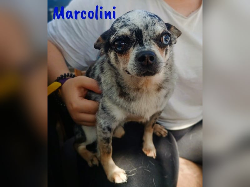 Marcolini 03/2019 (ESP) - verschmuster, kleiner Chihuahua!