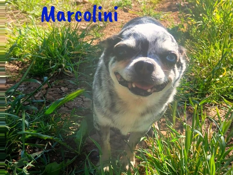 Marcolini 03/2019 (ESP) - verschmuster, kleiner Chihuahua!