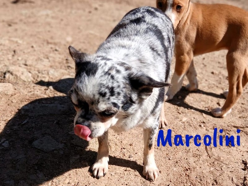 Marcolini 03/2019 (ESP) - verschmuster, kleiner Chihuahua!