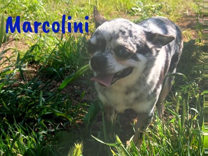 Marcolini 03/2019 (ESP) - verschmuster, kleiner Chihuahua!
