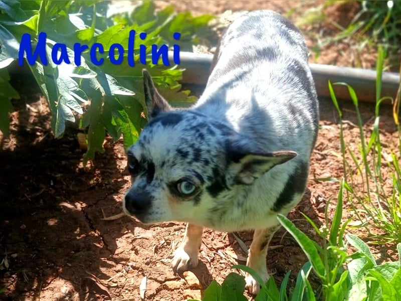 Marcolini 03/2019 (ESP) - verschmuster, kleiner Chihuahua!