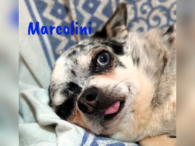 Marcolini 03/2019 (ESP) - verschmuster, kleiner Chihuahua!