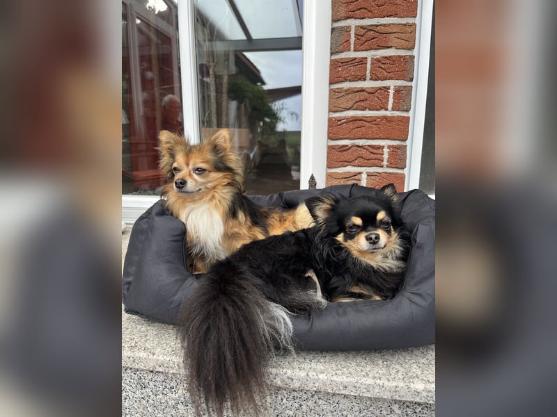 Suche ein neues Zuhause für meine beiden Rüden