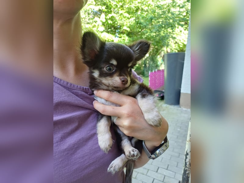 Kleiner Schoko Cookie sucht Dich" Chihuahua Prinz